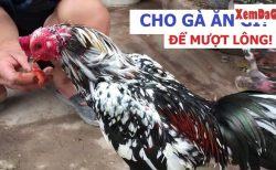 cách nuôi gà cho lông bóng mượt