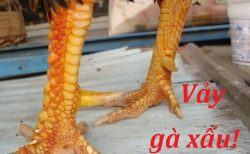 vảy gà chọi xấu