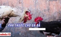 cách pha thuốc cho gà uống