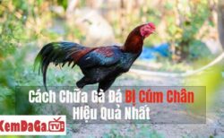 gà đòn bị cúm chân