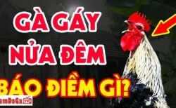 gà gáy đêm