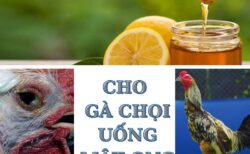 cho gà đá uống mật ong có tốt không