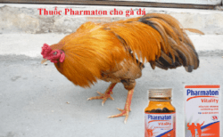 cho gà uống pharmaton trước khi đá