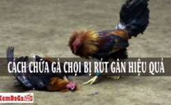 gà chọi bị rút gân