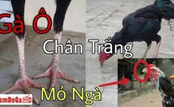 gà ô chân trắng mẹ mắng cũng mua