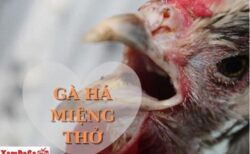 gà há miệng thở