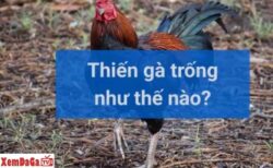 thiến gà đá đúng cách