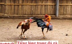 tiếng lóng trong đá gà