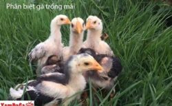 Phân biệt giới tính gà đá con