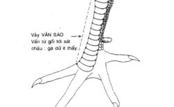 gà chọi vảy vấn sáo