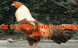 cach-nuoi-da-ga-khong-bi-hoc-2